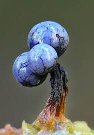 Attēlu rezultāti vaicājumam “Cribraria argillacea macro”