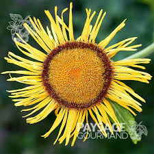 Attēlu rezultāti vaicājumam “Telekia speciosa”