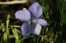 Attēlu rezultāti vaicājumam “Viola canina”