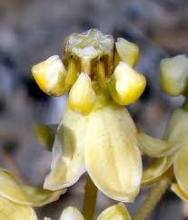 Attēlu rezultāti vaicājumam “Apocynaceae”