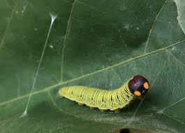 Attēlu rezultāti vaicājumam “Euphydryas maturna larva”