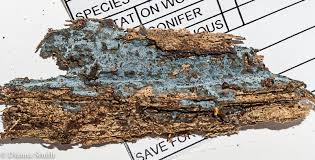 Attēlu rezultāti vaicājumam “Byssocorticium atrovirens”