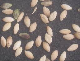 Attēlu rezultāti vaicājumam “Setaria viridis fruit”