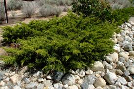 Attēlu rezultāti vaicājumam “Juniperus sabina”
