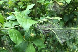 Attēlu rezultāti vaicājumam “Yponomeuta malinellus / cagnagella imago”