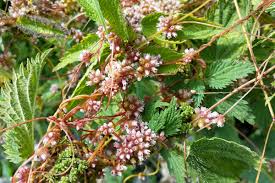 Attēlu rezultāti vaicājumam “Cuscuta europaea flower”