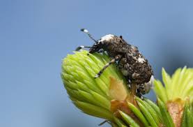 Attēlu rezultāti vaicājumam “Platystomos albinus”