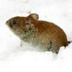 Attēlu rezultāti vaicājumam “Belbodamaeus sp.”