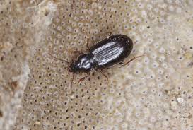 Attēlu rezultāti vaicājumam “Tachyta nana”