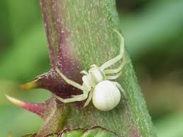 Attēlu rezultāti vaicājumam “Misumena vatia”