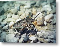 Attēlu rezultāti vaicājumam “Pentatoma rufipes”