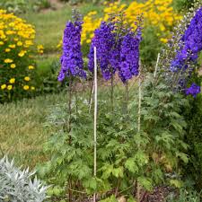 Attēlu rezultāti vaicājumam “Delphinium elatum  flower”