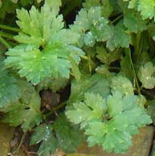 Attēlu rezultāti vaicājumam “Ranunculus repens leaf”