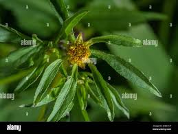 Attēlu rezultāti vaicājumam “Bidens tripartita flower”