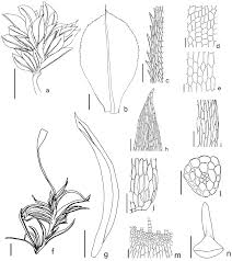 Attēlu rezultāti vaicājumam “Rhodobryum roseum”