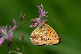 Attēlu rezultāti vaicājumam “Brenthis ino”