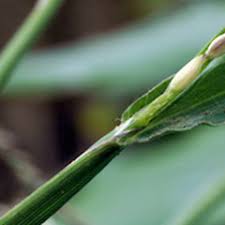 Attēlu rezultāti vaicājumam “Digitaria ischaemum leaf”