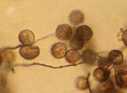 Attēlu rezultāti vaicājumam “Diderma floriforme”