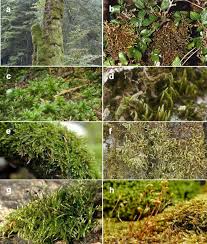 Attēlu rezultāti vaicājumam “Antitrichia curtipendula sporophyte”