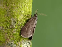 Attēlu rezultāti vaicājumam “Psyche casta”