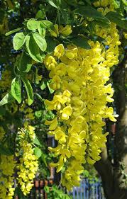 Image result for Laburnum anagyroides