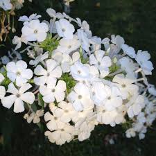 Attēlu rezultāti vaicājumam “Phlox paniculata”