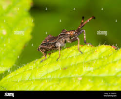 Attēlu rezultāti vaicājumam “Coreus marginatus nymph”