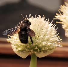 Résultat de recherche d'images pour "Allium fistulosum"
