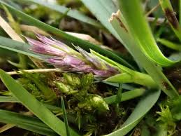 Attēlu rezultāti vaicājumam “Sesleria caerulea flower”