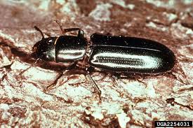 Attēlu rezultāti vaicājumam “Trogossitidae”