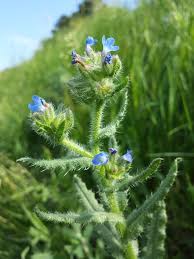 Attēlu rezultāti vaicājumam “Anchusa arvensis leaf”