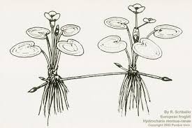 Attēlu rezultāti vaicājumam “Hydrocharis morsus-ranae bud”