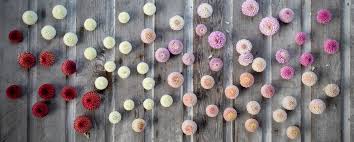 Image result for Dahlia x pinnata `Pompon Lilliput`