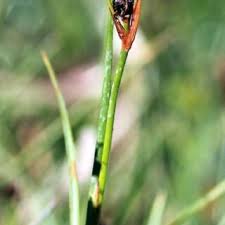 Attēlu rezultāti vaicājumam “Juncus alpinoarticulatus”