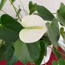 Attēlu rezultāti vaicājumam “Calla palustris flower”