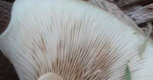 Attēlu rezultāti vaicājumam “Crepidotus applanatus”