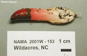 Attēlu rezultāti vaicājumam “Mutinus ravenelii”