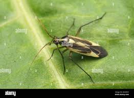 Attēlu rezultāti vaicājumam “Stenotus binotatus female”