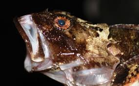 Image result for Myoxocephalus scorpius