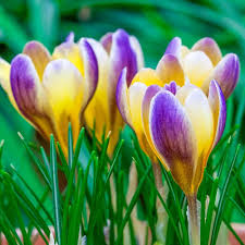 Attēlu rezultāti vaicājumam “Crocus”