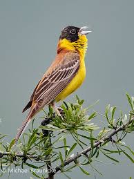 Image result for Emberiza melanocephala