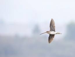 Attēlu rezultāti vaicājumam “Gallinago gallinago eggs”