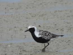 Attēlu rezultāti vaicājumam “Pluvialis squatarola adult”