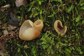 Attēlu rezultāti vaicājumam “Peziza flavida”