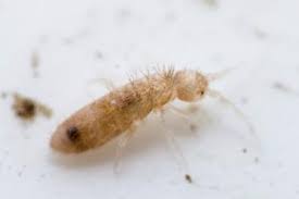 Attēlu rezultāti vaicājumam “Heteromurus nitidus”