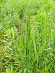 Attēlu rezultāti vaicājumam “Holcus mollis”