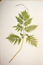 Attēlu rezultāti vaicājumam “Botrychium virginianum”