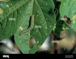 Attēlu rezultāti vaicājumam “Lycogala exiguum aggr.”