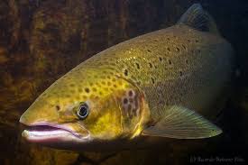 Image result for Salmo salar