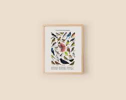 Attēlu rezultāti vaicājumam “Passeriformes”